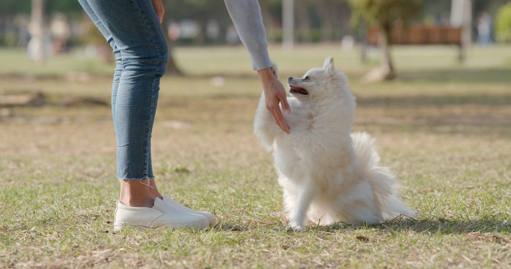 Popular Dog Trick: Sit, Stand & Down